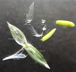 Pedicelled Spikelet- Glumes and parts of florets
